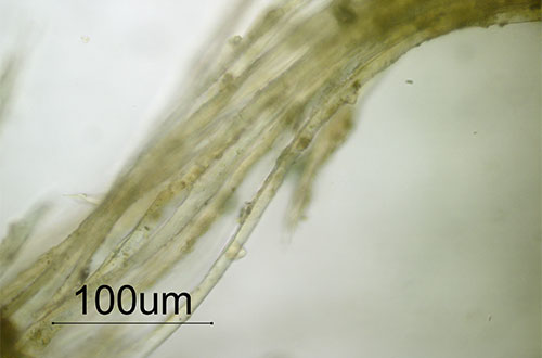 Mikroskopfoto Seidenfasern des Gewebes